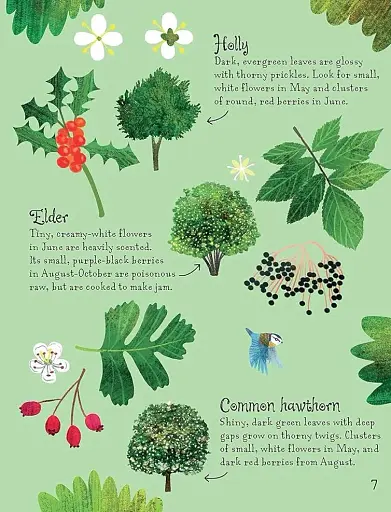 Trees to Spot. Usborne Minis - фото 6