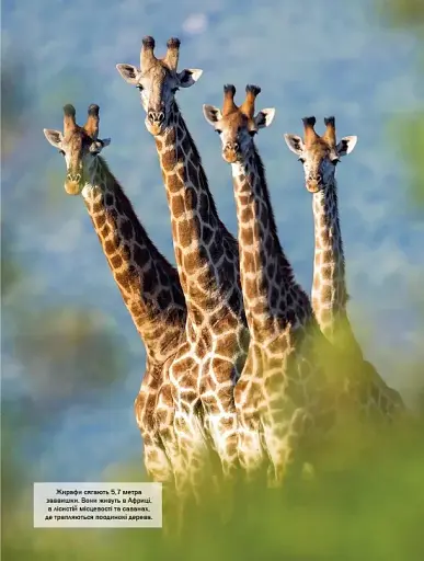 Велика книга тварин - фото 5