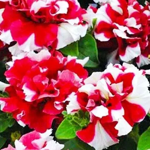 Петуния "Дуо Красно-белая" (контейнер №10 высота 10-15см) (48337) 1 саженец - фото 1