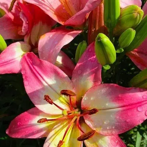 Лилия "Lollypop" 1 шт (17624) 1 шт - фото 1