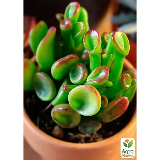 LMTD Красула Agro-Market Hobbit 10-15 см (182839) 1 саженец в упаковке комнатный - фото 1