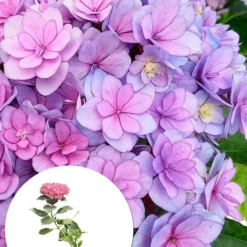 Гортензия крупнолистая 2-летняя "You & Me Together" высота саженца 25-45см (186188) 1 саженец - фото 4