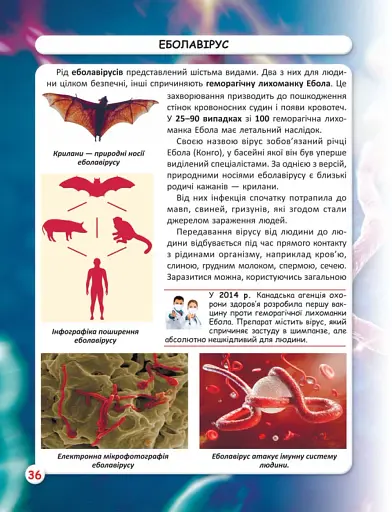 Світ навколо нас. Віруси - фото 4