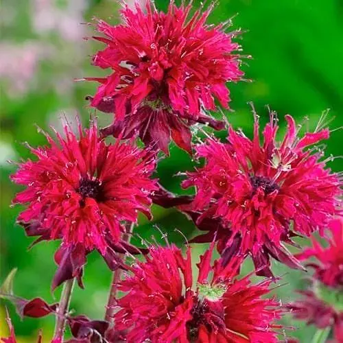 Бергамот (Монарда) "Kardinal" (188027) 1 саженец - фото 1