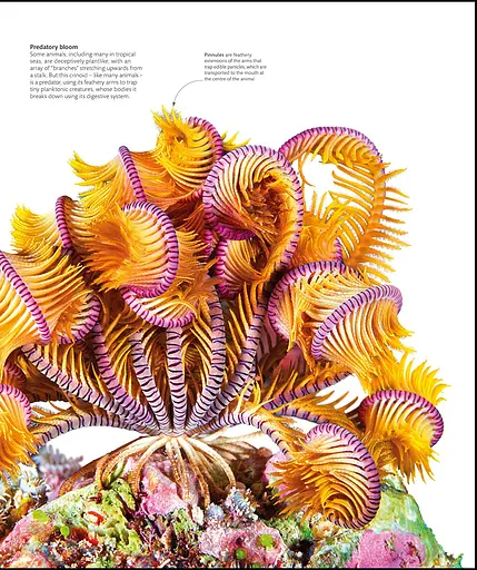 The Science of Animals - фото 20