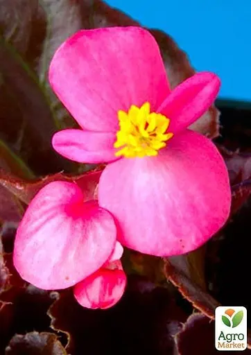 Бегонія вічноквітуча "Cocktail Vodka" (48686) 1 саженец - фото 3