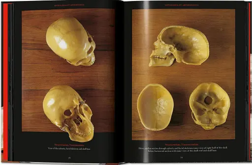 Anatomical Waxes. 45th Edition - фото 9