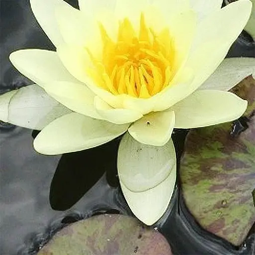 Німфея Марліака Хромателла Корневище 1 саженець (40247) - фото 1