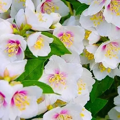 Жасмин гібридний садовий (чубушник) "Belle Etoile" С2 (120990) 1 саженец - фото 1