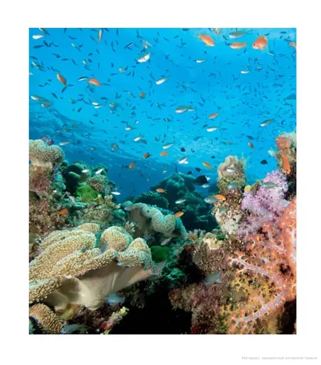 Fifty Places to Dive Before You Die. Diving Experts Share the World's Greatest Destinations - фото 10