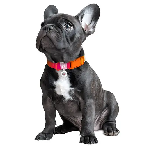 Нашийник для собак з нейлону Waudog Nylon Recycled з QR-паспортом градієнт пластиковий фастекс M Ш 20 мм Д 28-40 см - фото 4