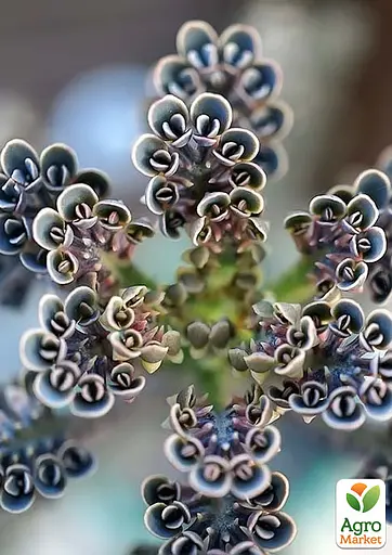 Каланхое трубчатое (52496) 1 саженец (комнатный) Нидерланды - фото 4