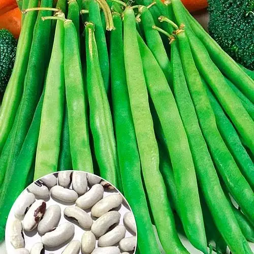 Фасоль "Алекс" ТМ "Весна" 15г (178649) - фото 1