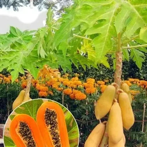 Папайя карликова Agro-Market "Red Lady" (49889) 1 саджанець в упаковці - фото 1