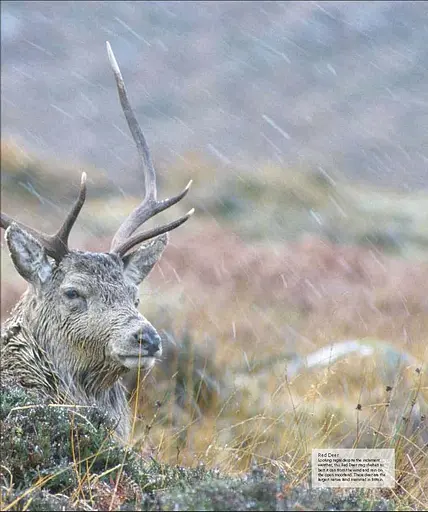 Wildlife of Britain and Ireland - фото 8
