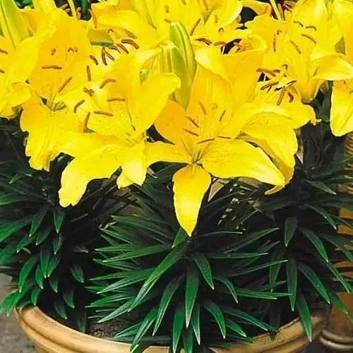 Лілія Кімнатна "Rio De Janeiro" (49583) 1 шт - фото 1