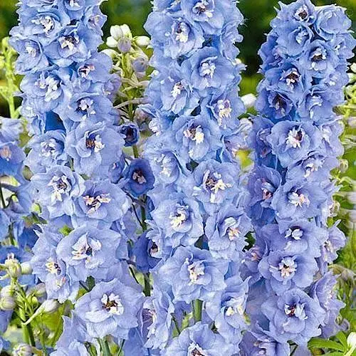 Дельфініум махровий "Summer Skies" (182529) 1 саженец - фото 1