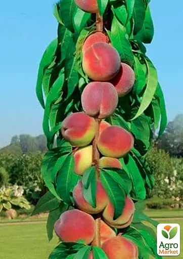 Персик колоноподібний Agro-Market "Штайнберг" укорінений у контейнері (саджанець 2 роки) (153065) 1 саджанець в упаковці - фото 3