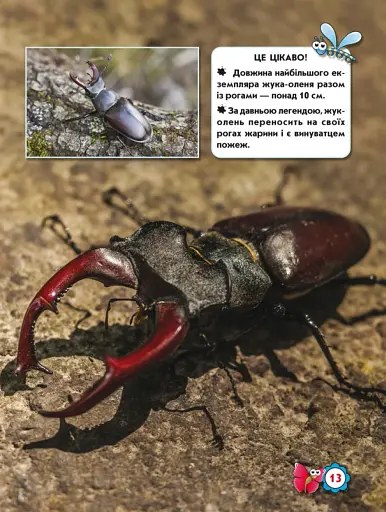 Світ навколо нас. Комахи - фото 3