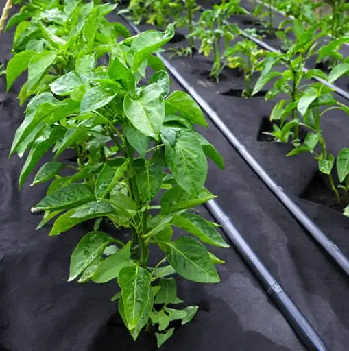 Агроволокно Shadow 50 г/м², 1.07х100 м, с перфорацией (2 отверстия), черно-белое (АВЧБП0001) - фото 5