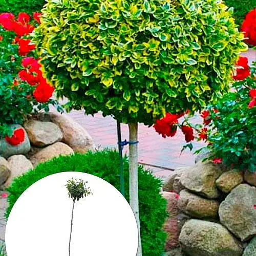 Бересклет на штамбі Sunspot (декоративний, морозостійкий сорт) (122779) 1 саджанець в упаковці - фото 2