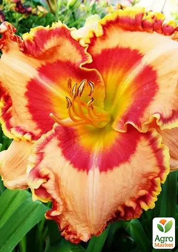 Лілійник "California Connection" (сортовий вкорінений в контейнері С1,2) (186008) 1 саженец - фото 2