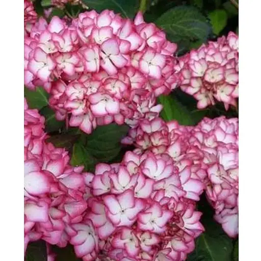 Гортензія крупнолиста 2-х річна "Salsa" висота саджанця 20-40см (93219) 1 саженец - фото 1