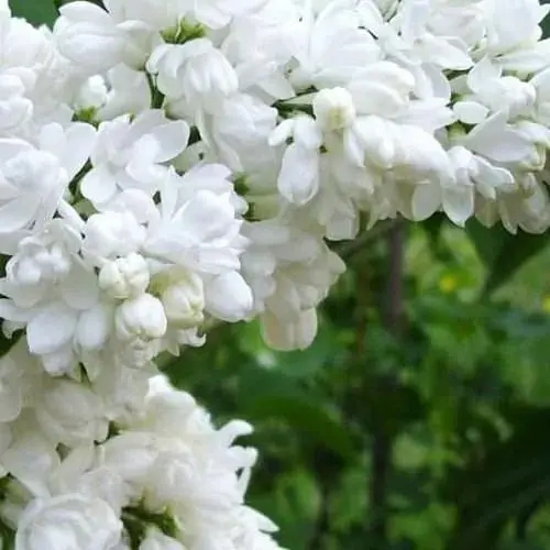 Сирень 2-летняя белая махровая Mme Lemoine, С1.5 (155557) 1 саженец в упаковке - фото 1