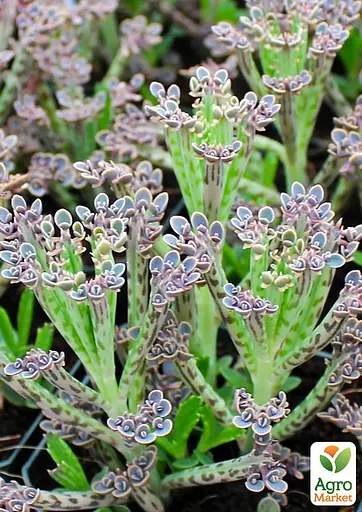 Каланхое трубчатое (52496) 1 саженец (комнатный) Нидерланды - фото 5