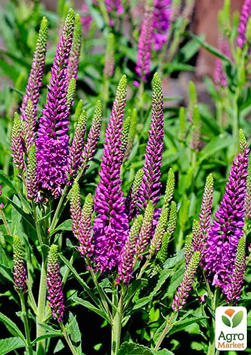 Вероніка колосиста "First Match" (188398) 1 саженец - фото 2