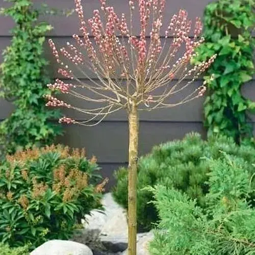 Ива на штамбе "Mount Aso" (высота 1,2-1,8 м) (101651) 1 саженец - фото 1