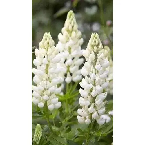 Люпин "ТМ "Весна" 100 г (38880) - фото 1