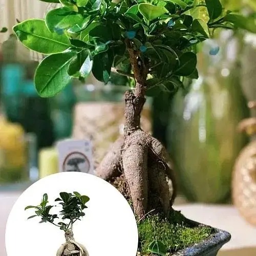 Бонсай Agro-Market Ginseng (63546) 1 саженец в упаковке комнатный - фото 2