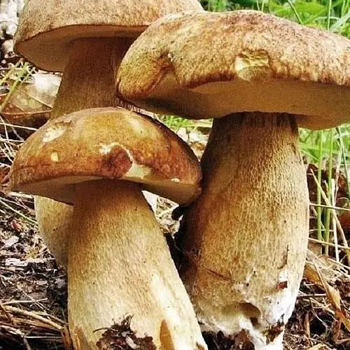 Сухий зерновий міцелій "Білий гриб дубовик" 10г (45489) - фото 1