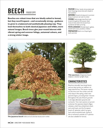 Grow Bonsai - фото 7