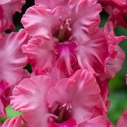 Гладіолус "Kingston Frizzle" 3 шт (49552) - фото 1