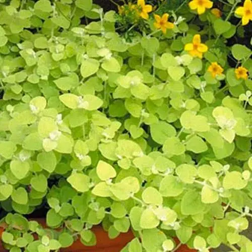 Геліхрізум ампельний "Gold Leaf" (185706) 1 саджанець - фото 1