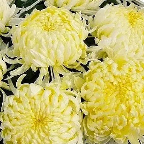 Хризантема "Angelys Jaune" (низькоросла крупноквіткова) (48749) 1 шт - фото 1