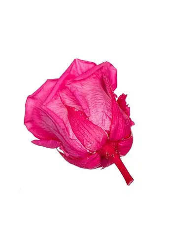 Стабилизированная роза, розовая (8430-018) Elisey   - фото 2