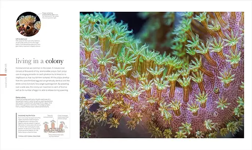 The Science of the Ocean. The Secrets of the Seas Revealed - фото 3