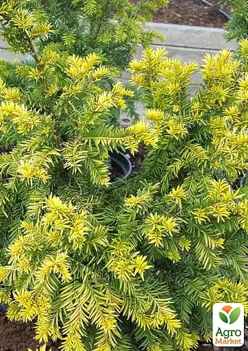 Тис ягодный "Elegantissima" С2 высота 15-25 см (188050) 1 саженец - фото 2