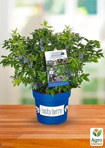 LMTD Голубика ремонтантная 2-х летняя Agro-Market "Lucky Berry" (высота 40-60 см, горшок С5) (180017) з Німеччини 1 саженец в упаковке - фото 2