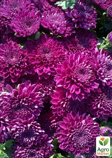 Хризантема Садова Cherry Lace (висота 30-50см) (63389) 1 саженец - фото 4