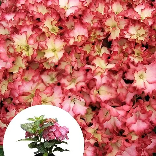 Гортензия крупнолистая 2-летняя "RoCo-Beauty of Boskoop" высота саженца 25-45см (186192) 1 саженец - фото 3