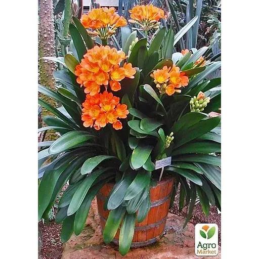 Кливия Agro-Market Clivia miniata" (вечнозеленое многолетнее комнатное растение) (122873) 1 саженец в упаковке комнатный Нидерланды - фото 1
