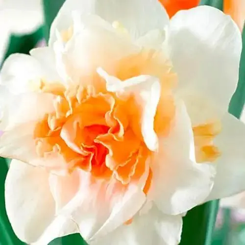 Нарцисс "Replete" 2 шт (17162) - фото 1