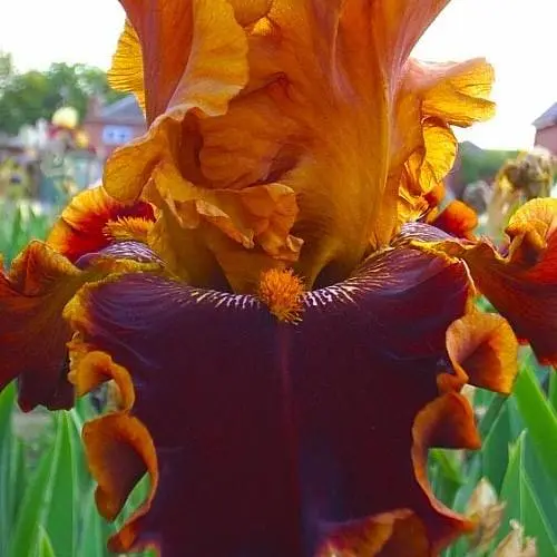 Ирис бородатый крупноцветковый "Copatonik" 1 шт (25680) 1 шт - фото 2