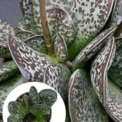 Адроміскус плямистий Agro-Market (adromischus maculatus) (188949) 1 саджанець в упаковці (кімнатний) Нідерланди - фото 1