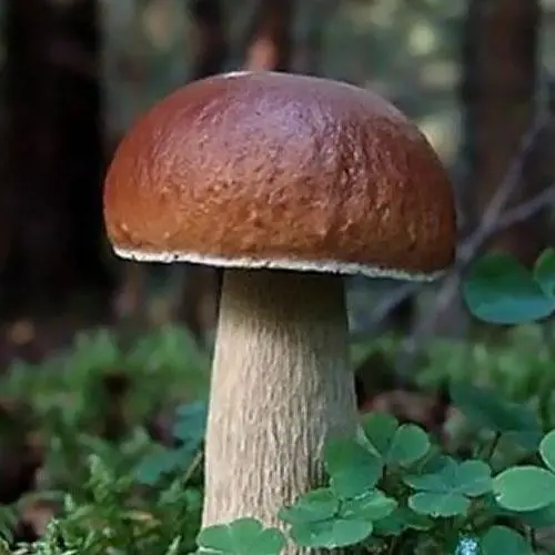 Сухий зерновий міцелій "Білий гриб боровик" 10г (45488) - фото 1