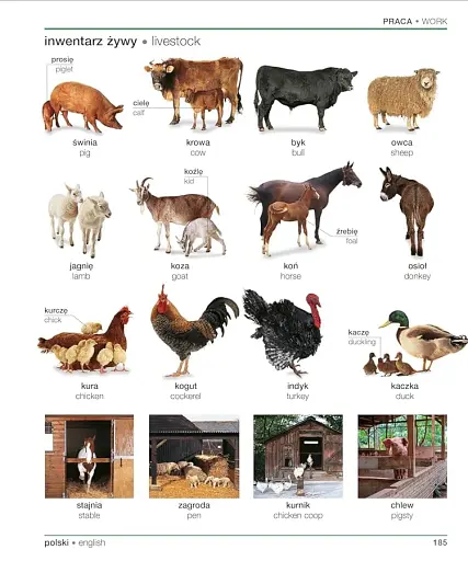 Polish English Bilingual Visual Dictionary - фото 9